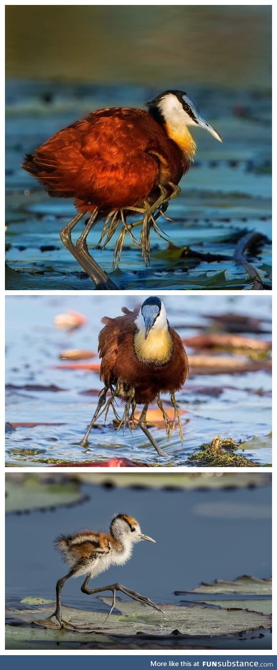 Jacana keep their young in their wings and look creepy