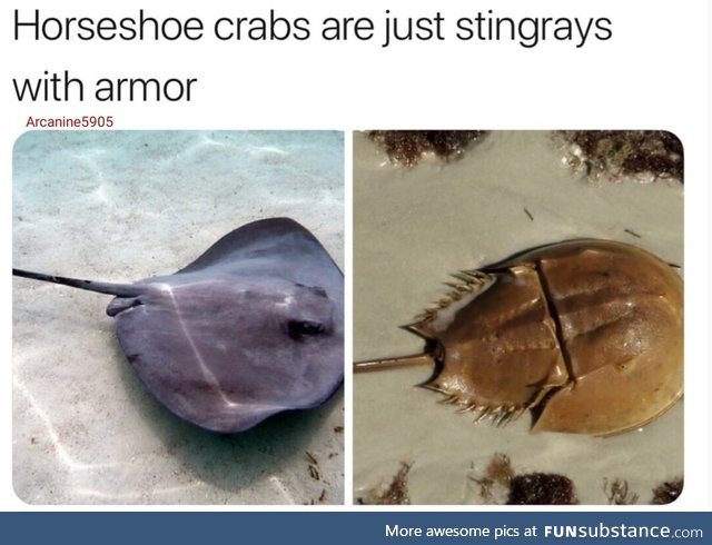 Stingrays with armor