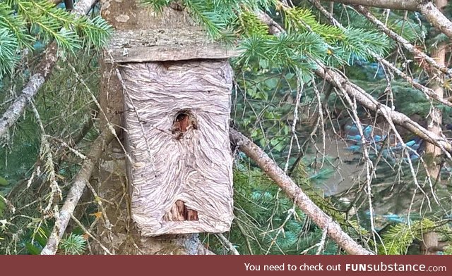 This nest box taken over by wasps