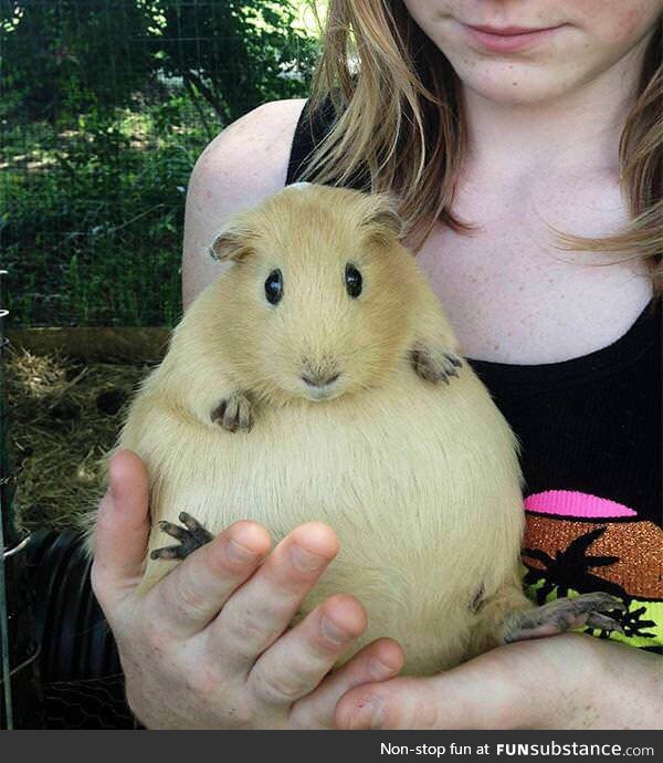 not an overweight guinea pig.. just a very pregnant one!