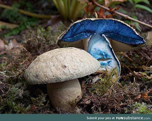 This mushroom changes color when it's cut open
