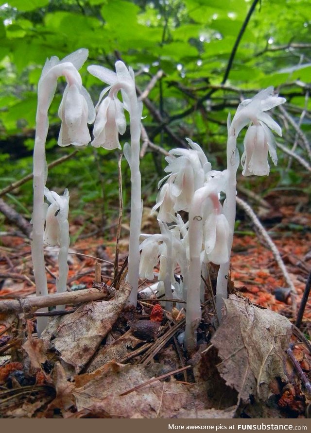 This is called the ghost pipe plant