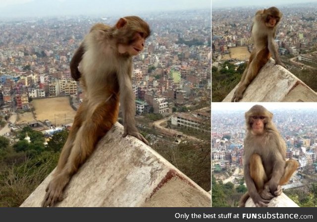 Monkey posing like every girl on instagram