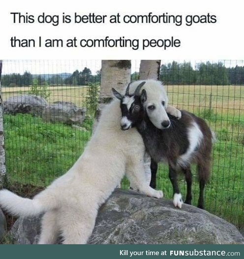 Comforting dog