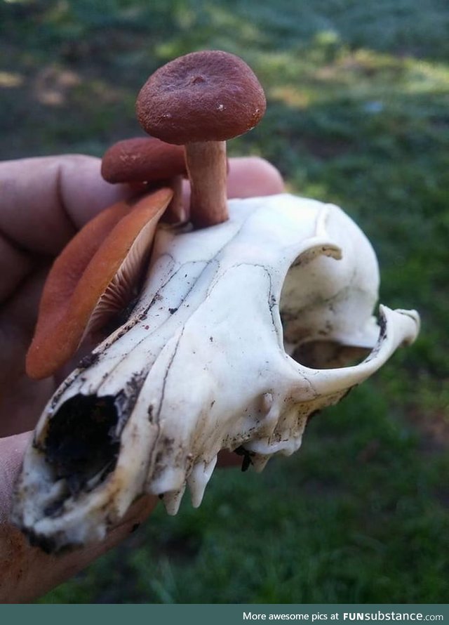 Fungi growing out of a fox's skull