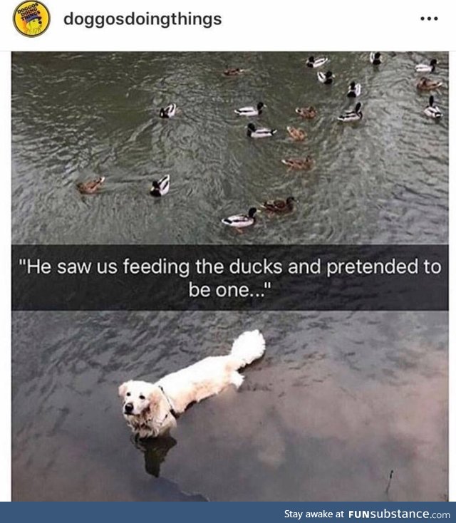 Doggo is a duck