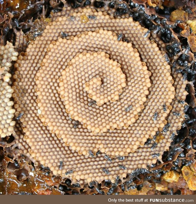 There's a species of bee that makes spiral honeycombs