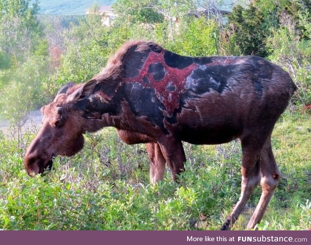 This moose was struck by lightning