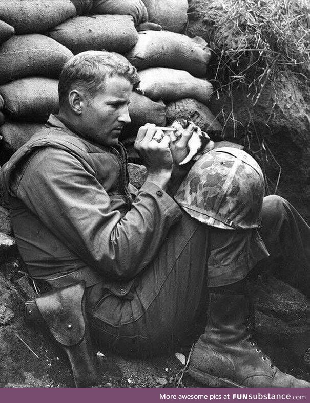 Soldier adopts a kitten in the midst of a war