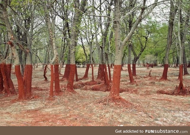 The aftermath of a toxic sludge spill in Hungary