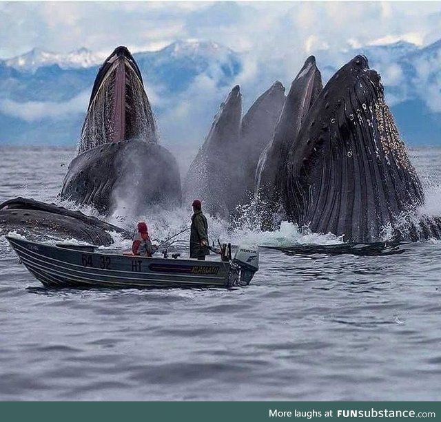 Whales at Svalbard, Norway
