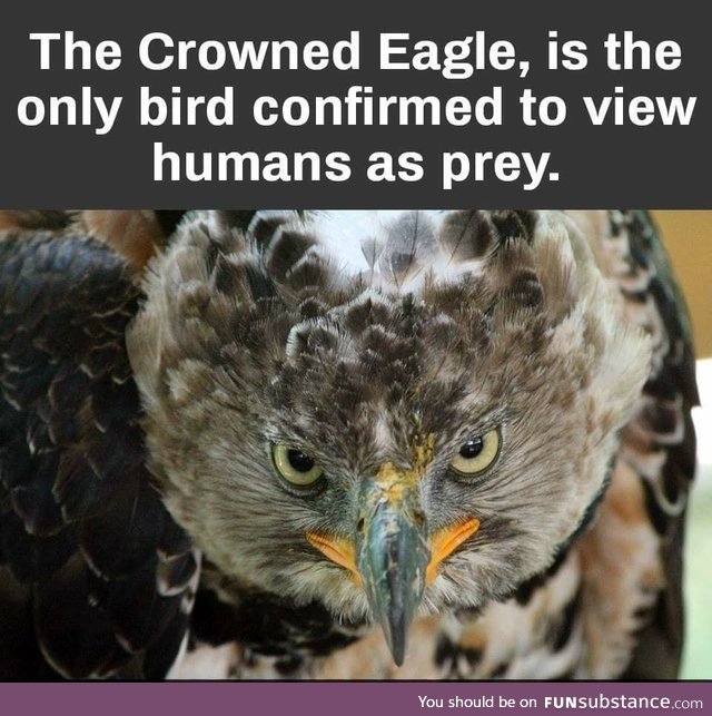 Humans are prey to this eagle