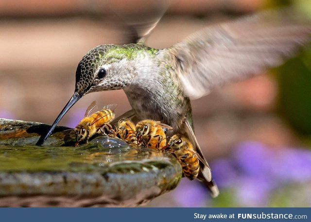 A hummingbird and bees sharing a water fountain. Peace and harmony as it should be