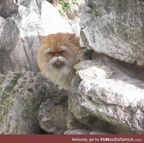 I'm 100% sure this f**king cat knows Kung Fu