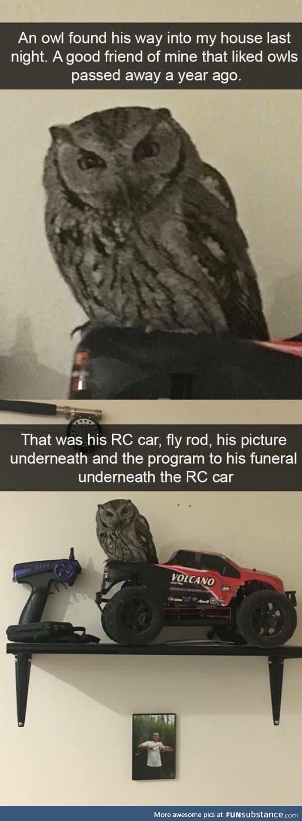 Never tell me the owls
