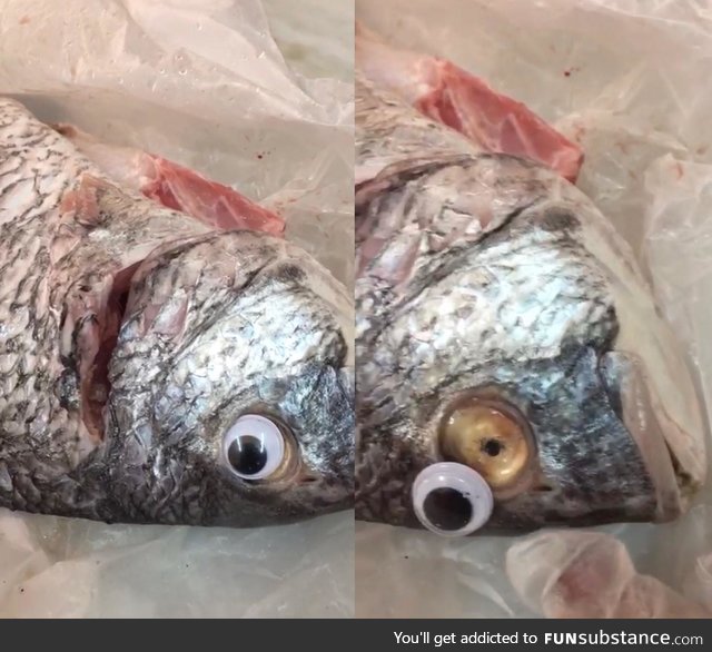 Fish store was shutdown for using google eyes to make fish look more fresh!