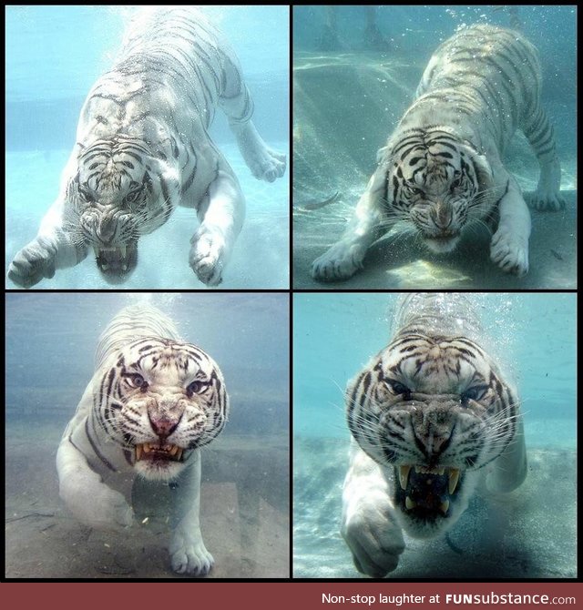 White tiger goes for a swim
