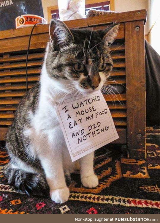 Just a cat shaming