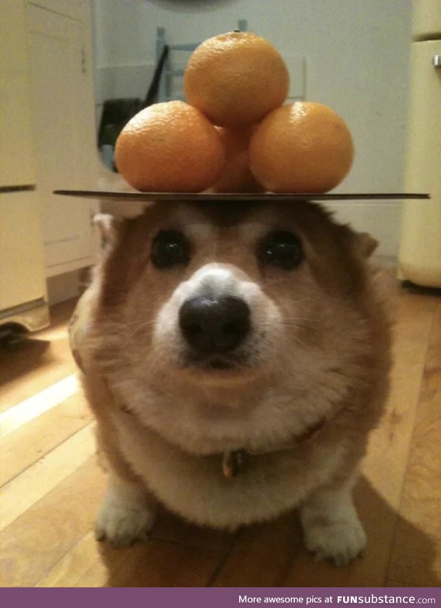 Perfectly balanced doggo