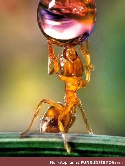 An ant drinking from a water droplet