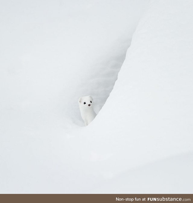 An Arctic Ermine in the Snow