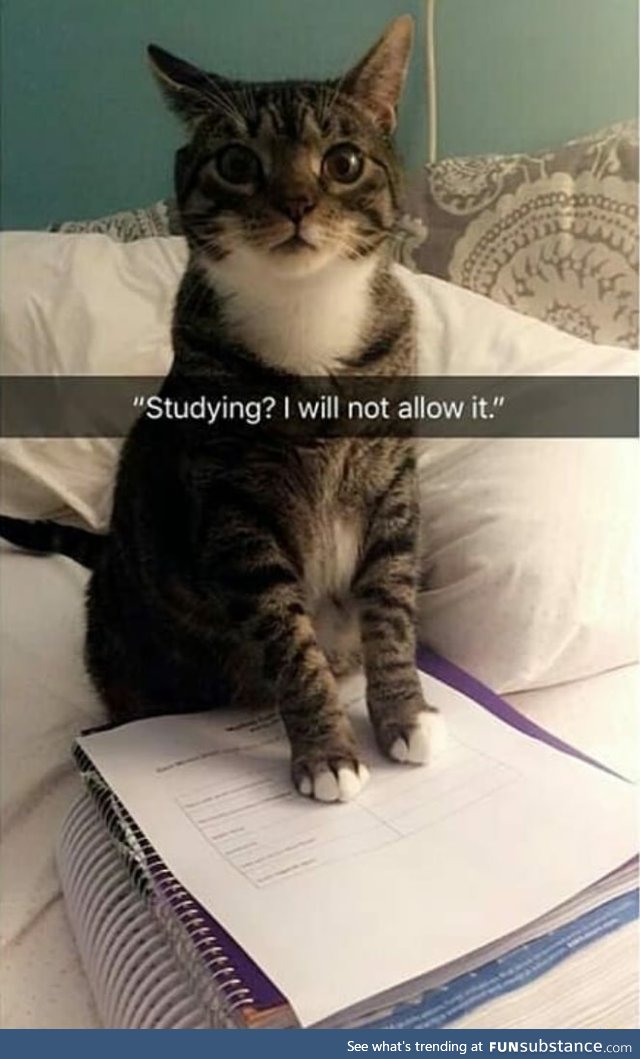 No studying