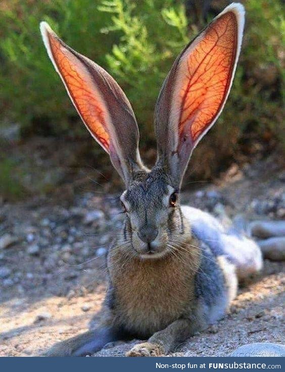 My, what big ears you have