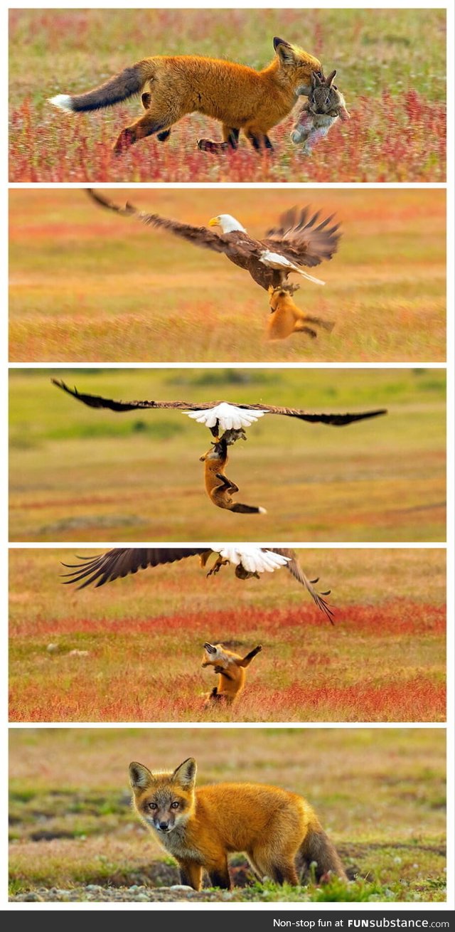 Eagle snatches away the rabbit from the fox