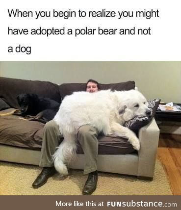 Supersized doggo