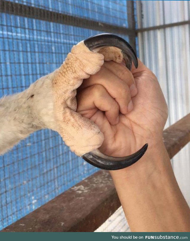 The claw of a juvenile Crowned Eagle