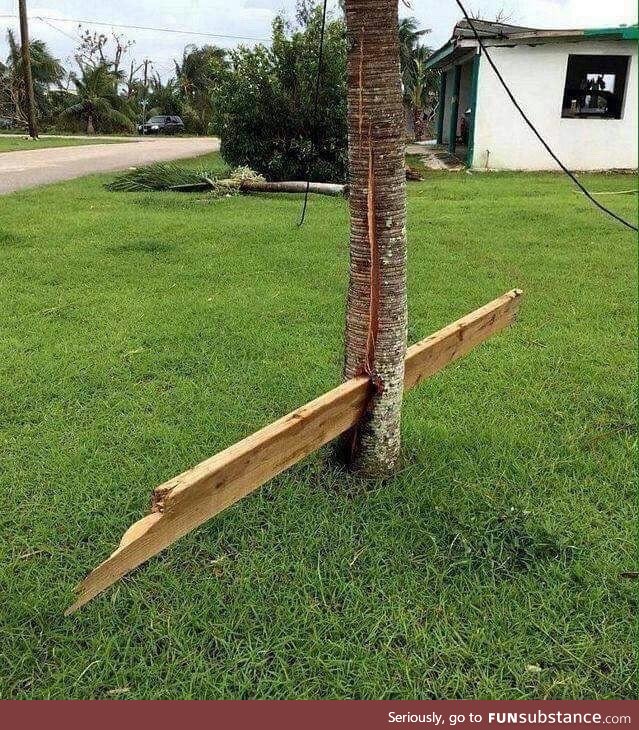 Unlucky tree after a hurricane