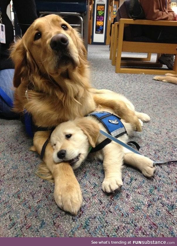 This mama dog comforting her puppy on it's first day as a police dog