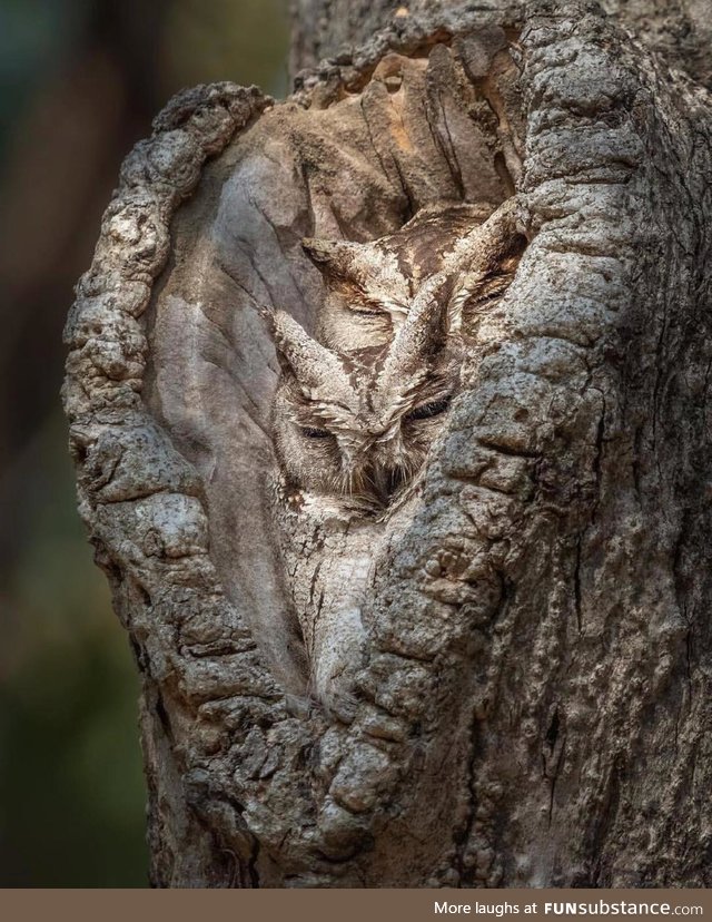 Outstanding camouflage of two scope owls