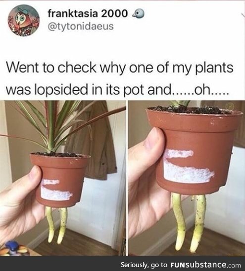 Plant is growing legs