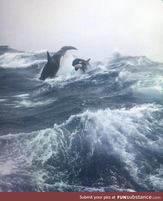 Killer whales on the sea