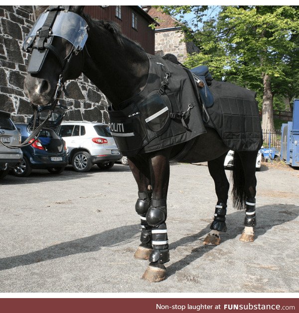 Tactical police horse