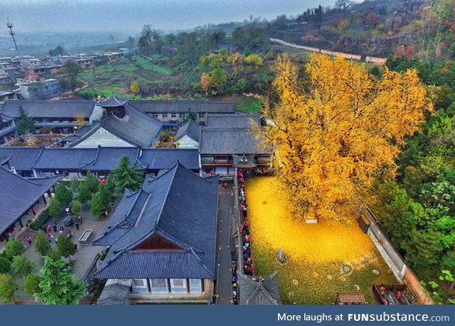 This 1400 year gingko tree in China sheds golden leaves during fall