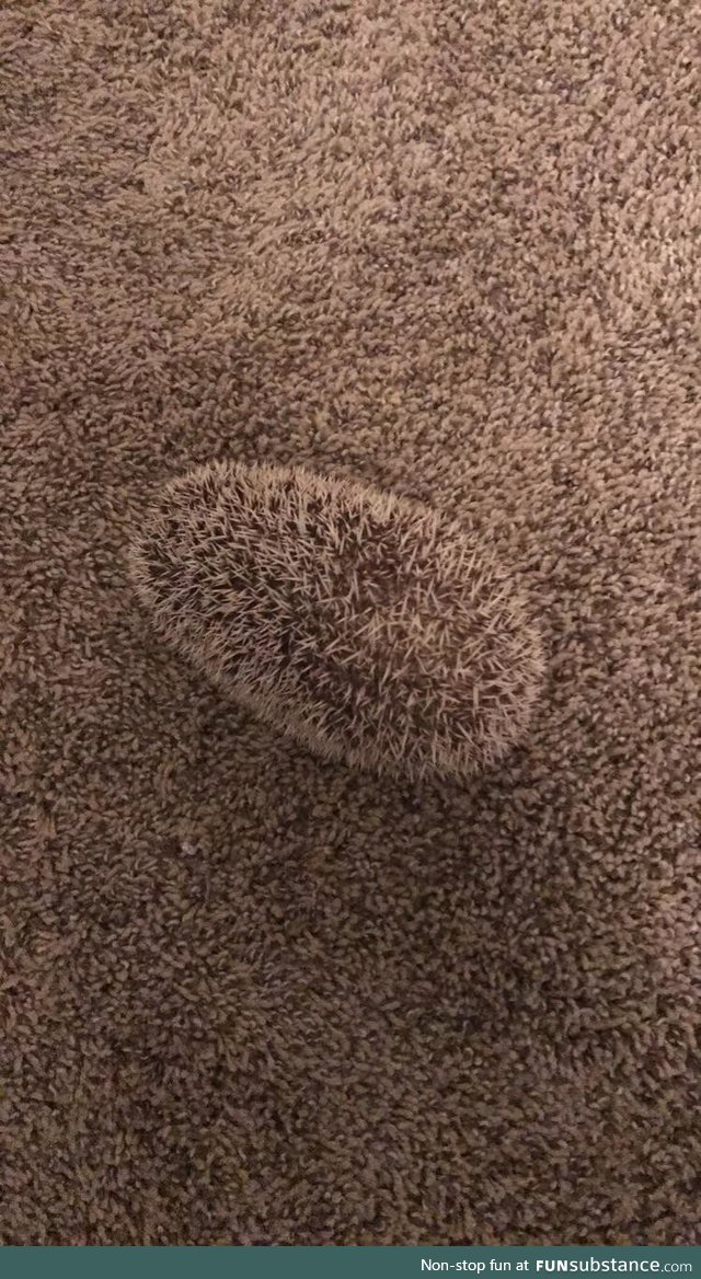 Hedgehog camouflaging itself