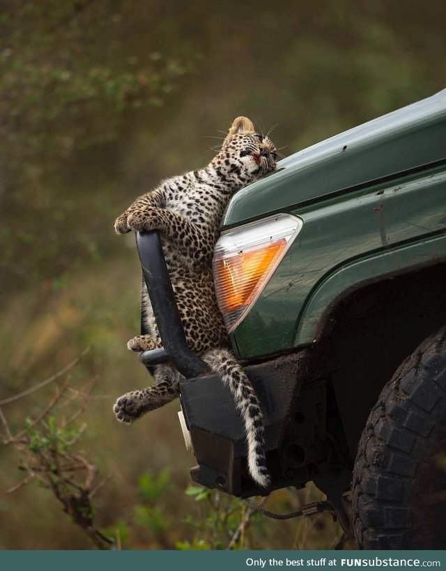 Leopard doing insurance fraud