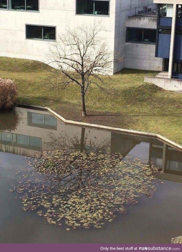 The duality of a tree