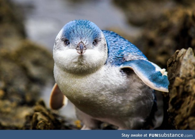 Beautiful blue pengwing