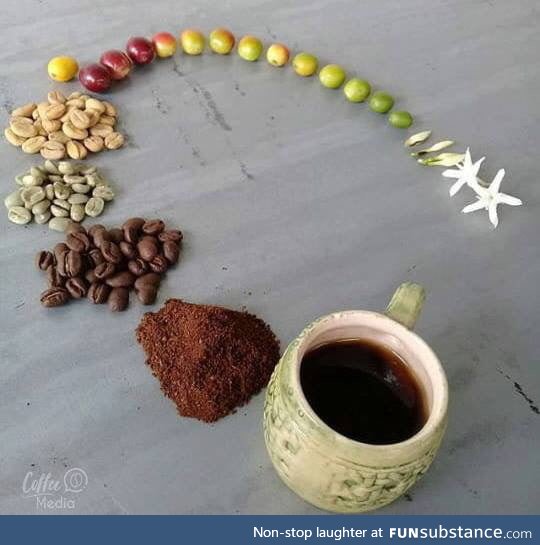 Coffee: From the flower to the cup
