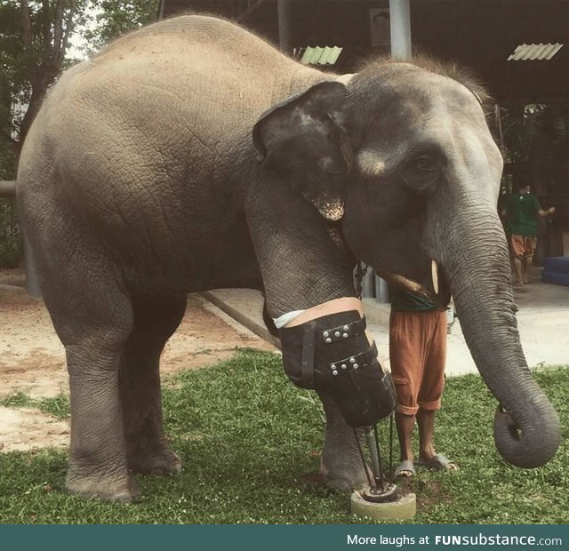 Mosha, the first elephant to receive a prosthetic leg