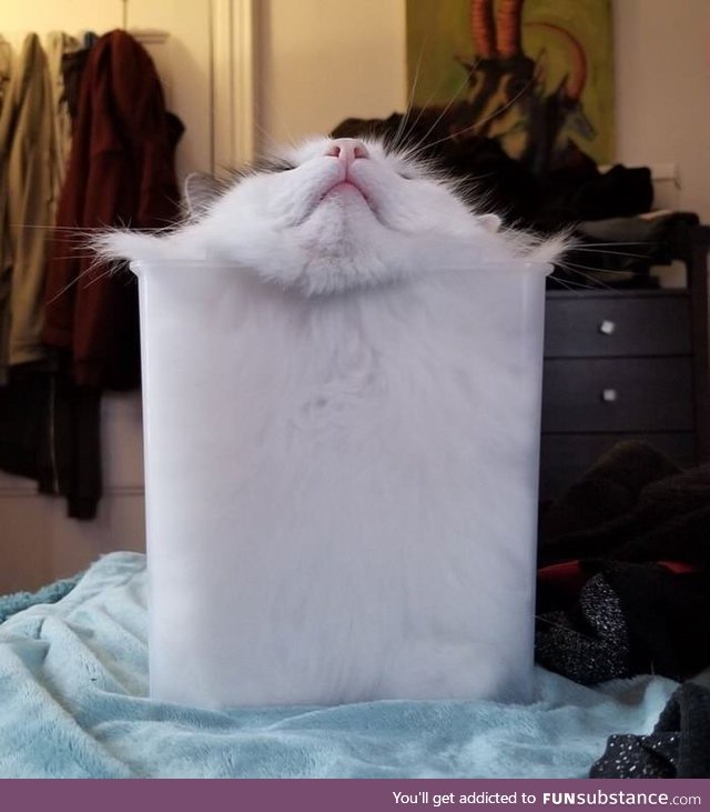 Liquid cat