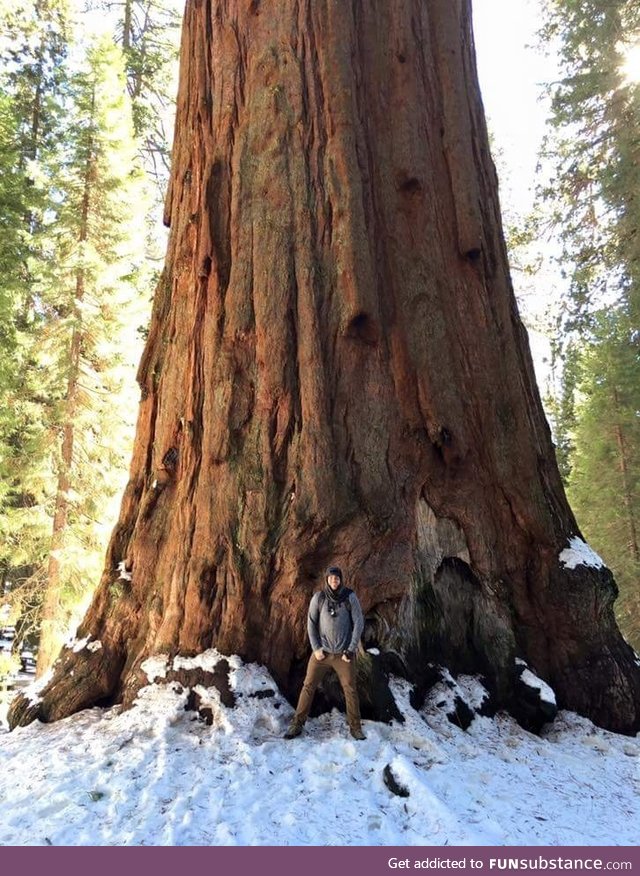 Redwoods are ginormous
