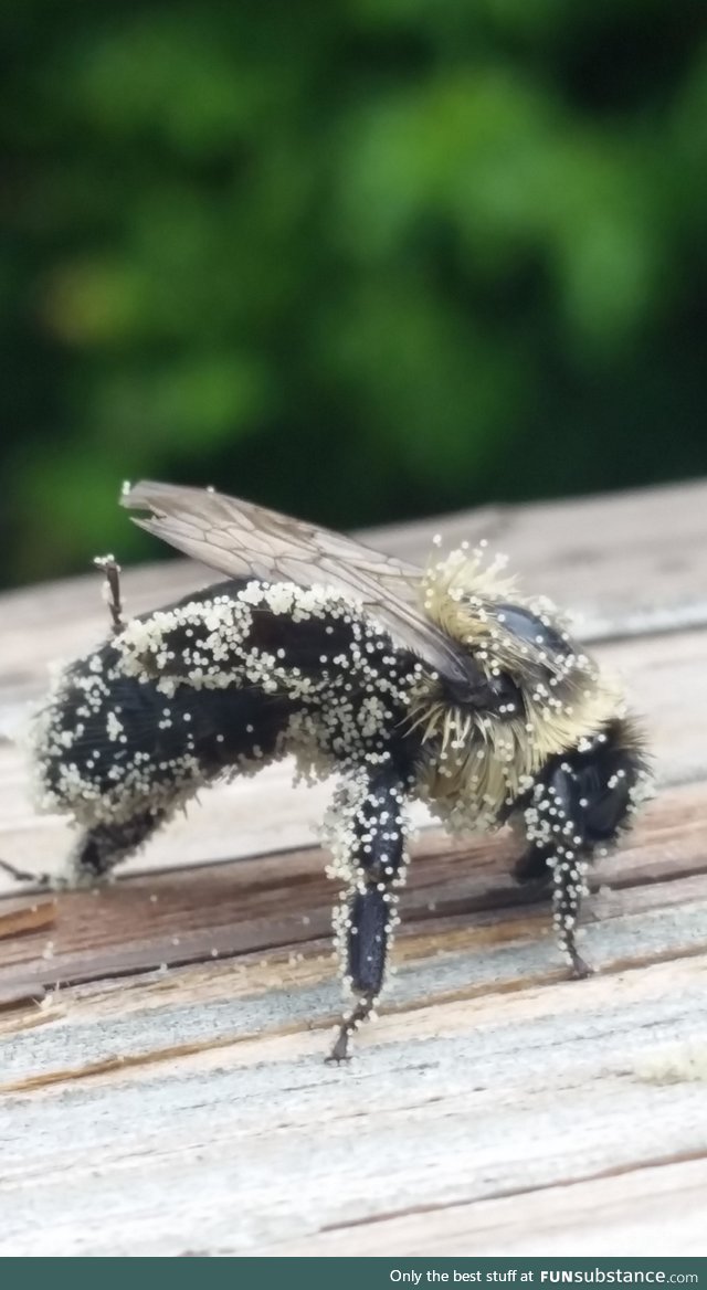 What a bee looks like if covered in pollen