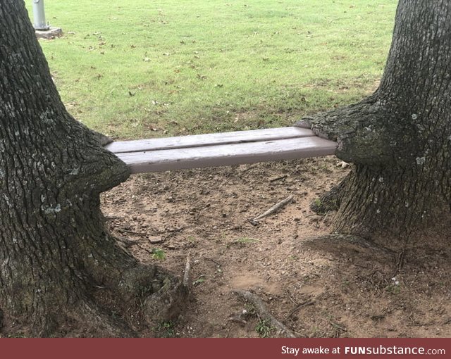 A tree has grown over a bench, this is the result