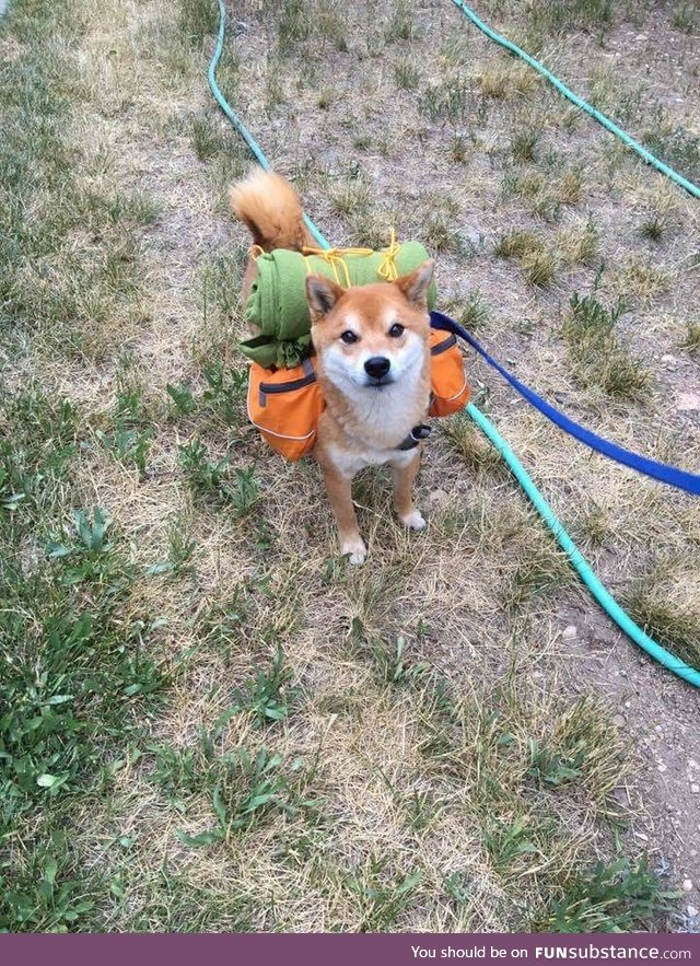 Adventure shibe reporting for duty