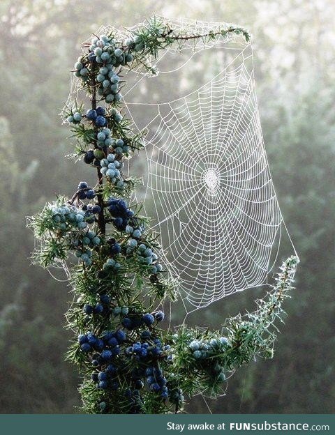 Spider web on a frosty juniper tree