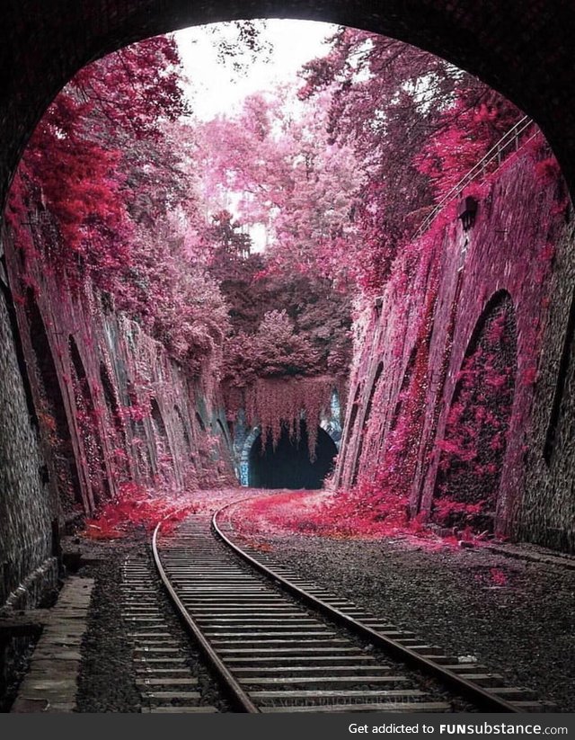 Tunnel of pink